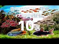 超厳選!!オススメ小型美魚10種類を紹介!#275【アクアリウム】