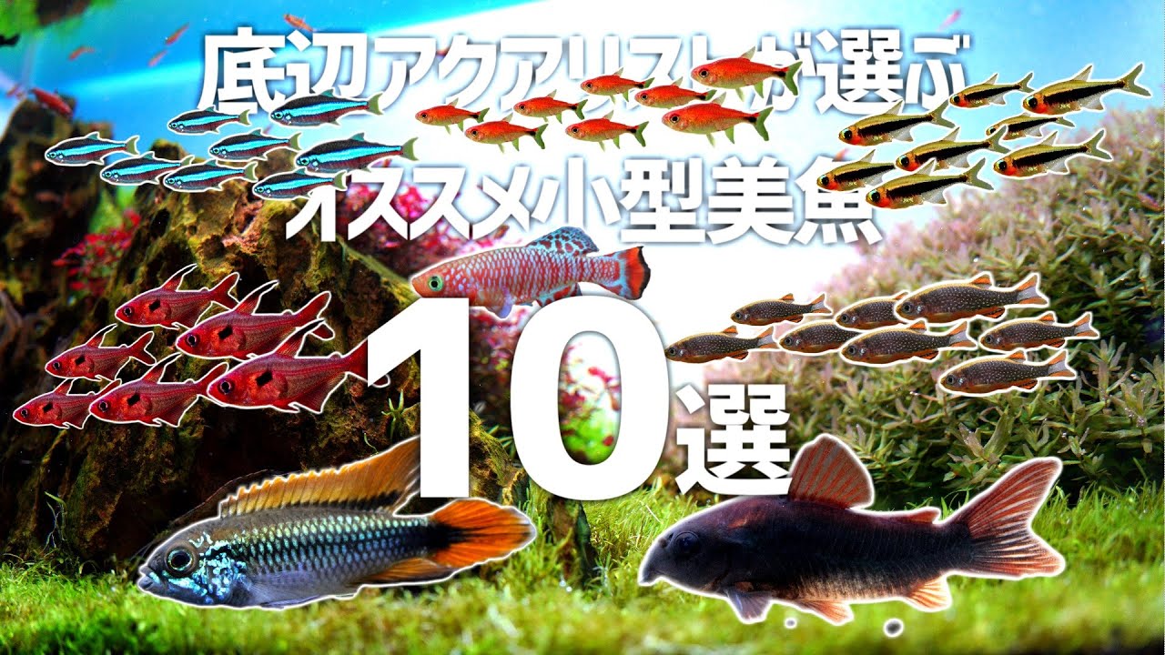 These tropical fish are perfect for small planted aquariums