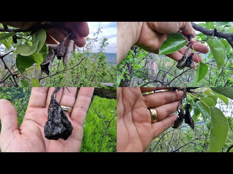 Видео: Монилиоз буюу жимсний модны монилиоз: шинж тэмдэг, зураг. Монилиозыг хэрхэн яаж эмчлэх вэ