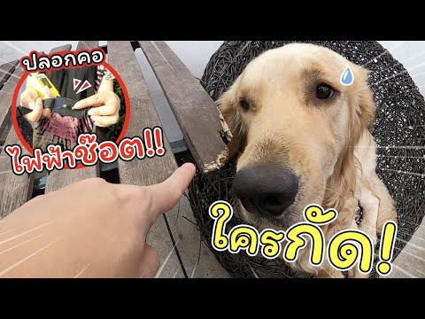 ปลอกคอไฟฟ้าช๊อต!! ดัดนิสัยหมาดื้อ | แม่ปูเป้ เฌอแตม Tam Story