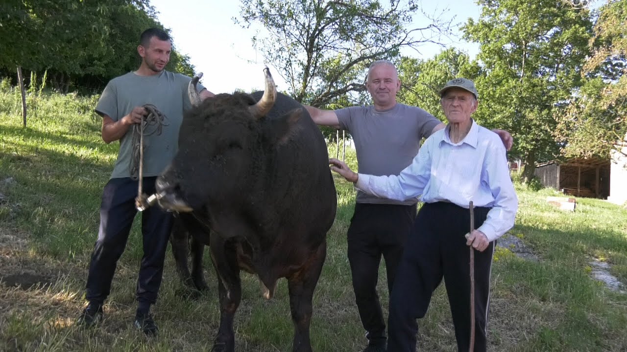 - KUKAN MLAĐE ŠKRBIĆA IDE NA LISKOVICU PROTIV BIKA NUSRETA ŠIDE, EDINOVA KORIDA 2025