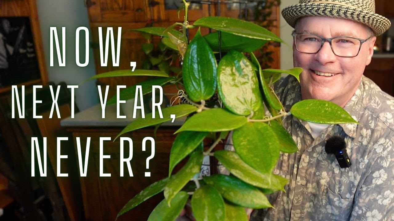 When is the RIGHT time to repot your gorgeous Hoya?