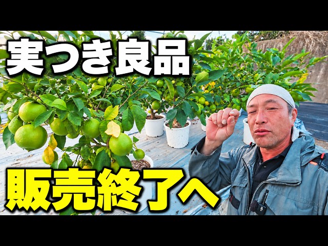 16 Lemons on a Potted Tree! Premium Citrus Selling Out Fast - YouTube