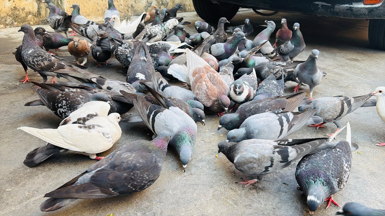 Feed many pigeons happily.