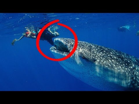 Огромная китовая акула схватила дайвера за ногу, но что случилось потом оказалось чудом