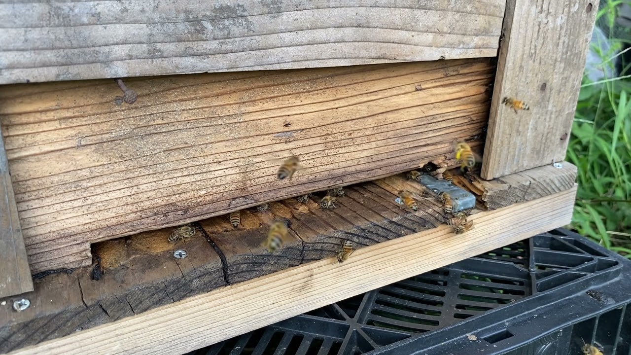 【花粉がかわいい】巣門から出入りする様子【セイヨウミツバチ】