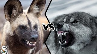 AFRICAN WILD DOG VS WOLF  What If They Will Fight?