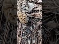 Morchella #fungus #ediblefood #trending