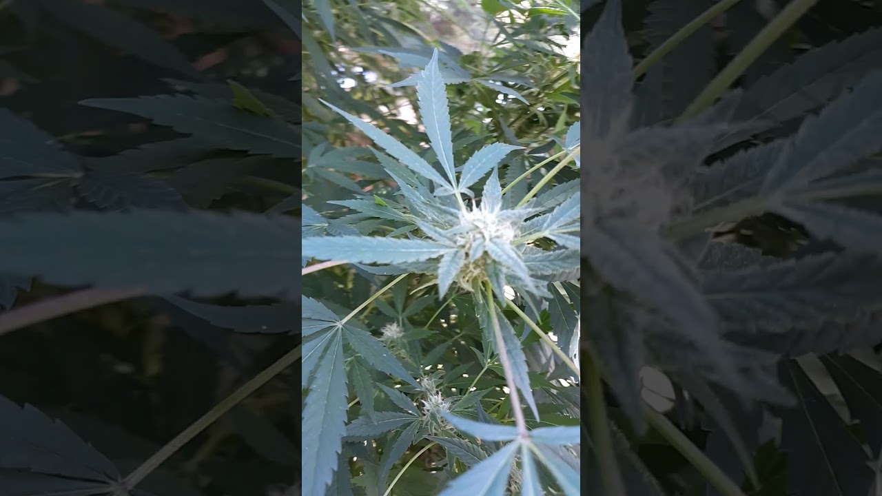 Harvestober. Getting close to harvest and the buds are huge and sticky(5)