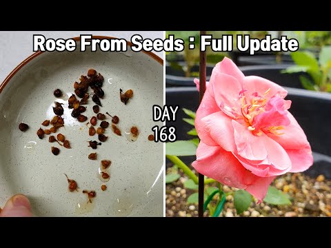 장미 씨앗 심기 / How to Grow Rose From Seeds : Full Update