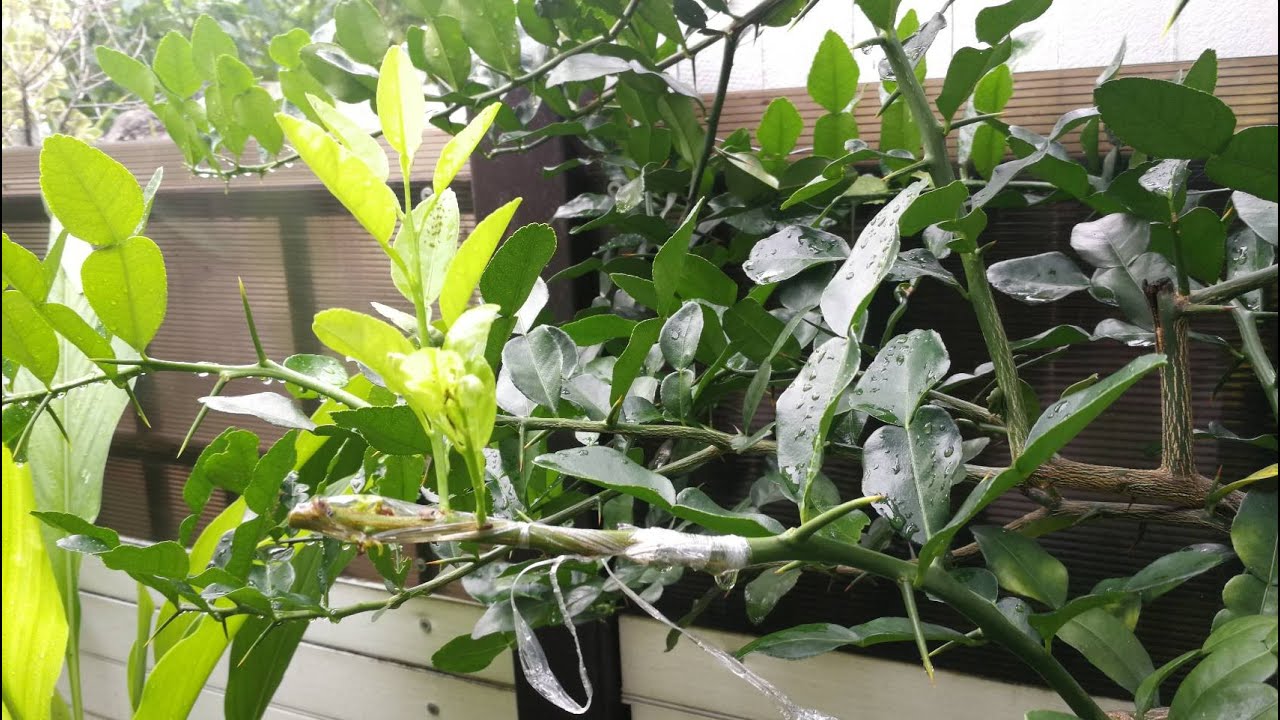 เสียบยอดมะนาวบนต้นมะกรูด