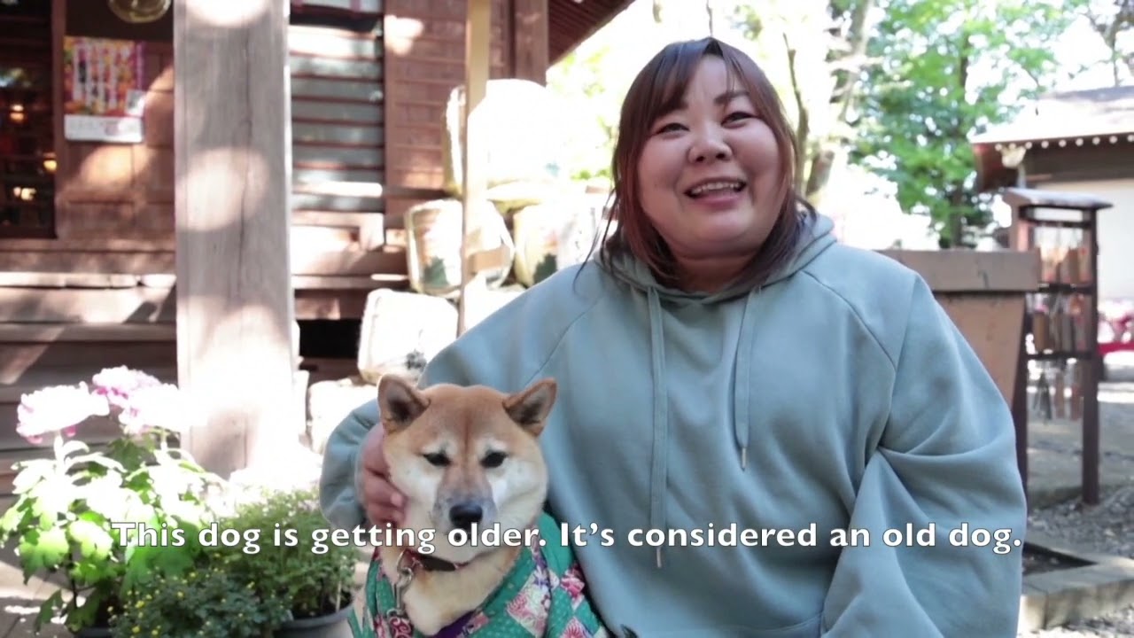 Dogs receive blessings in Japan I Animal News