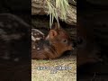 世界最小のシカ #動物
