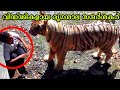 വിഡ്ഢികളായ 10 മൃഗശാല സന്ദർശകർ | Dumbest Zoo Guests