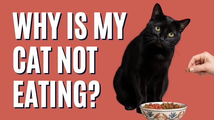 Why Is My Cat Not Eating? Causes, Warning Signs & What to Do Next - The Comforted Kitty
