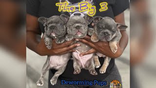 Frenchie Pup Update ( deworming puppies)