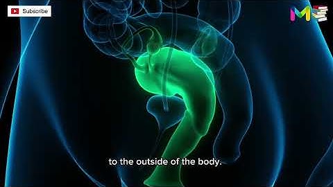 FEMALE REPRODUCTIVE SYSTEM ANATOMY & PHYSIOLOGY