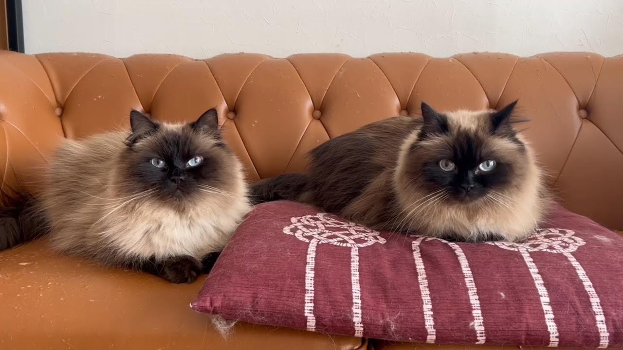 グリンとグランのまったり動画。　#グリンとグランの陽だまり日記　#猫