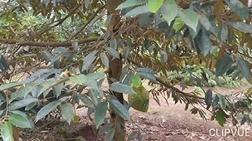 6 sào vườn trái cây,láng lớn,châu đức.đầu tư,làm nghĩ dưỡng bao đẹp