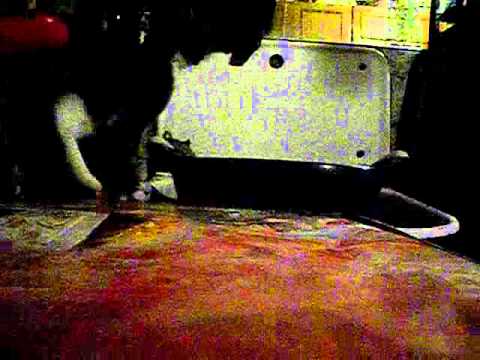 Video: Slīkšana (gandrīz Slīkšana) Kaķos