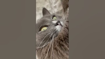 Lazy cat #shorts #cat #funny