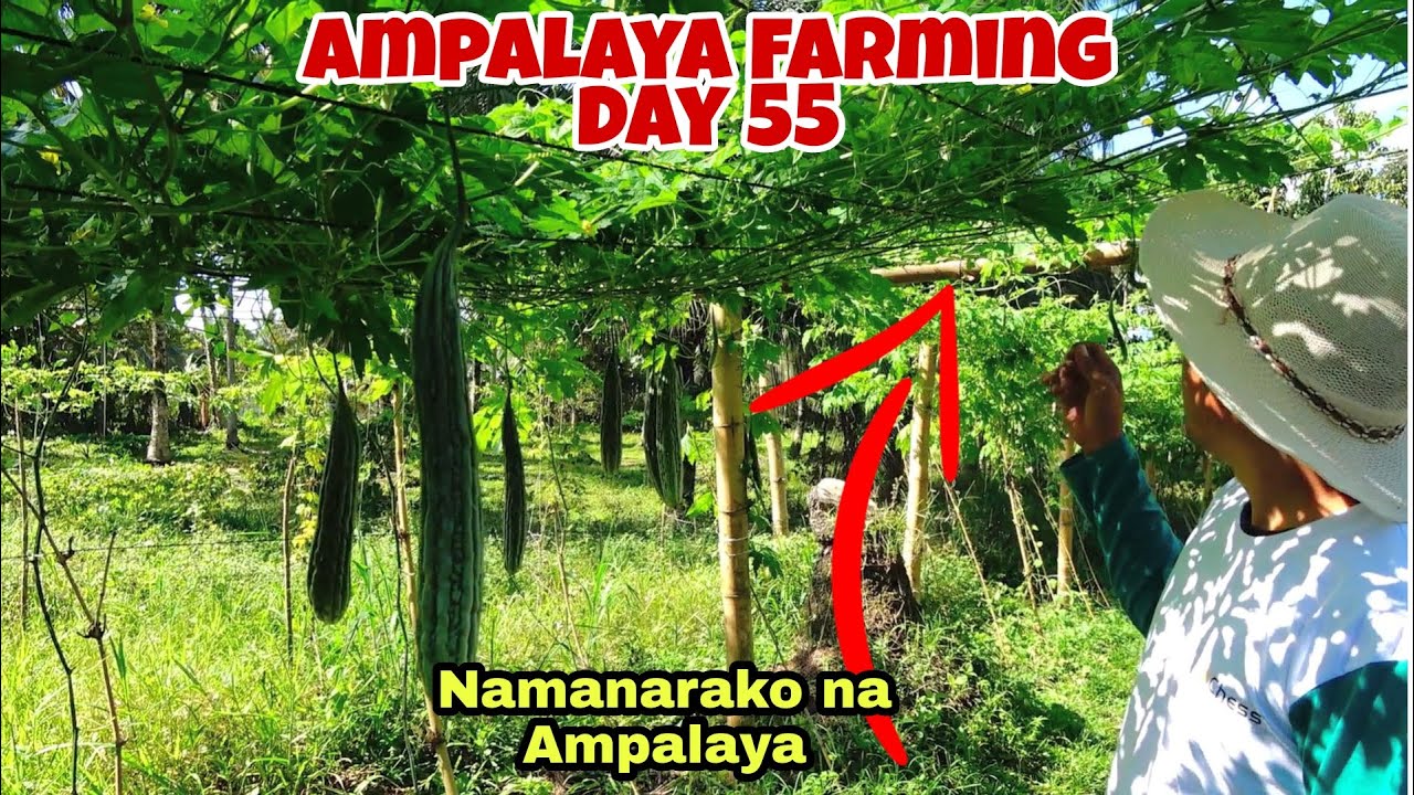 Anu ang Dapat Gawin Kapag Namamarako ang AMPALAYA?Panoorin