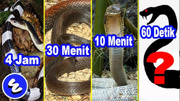 5 ULAR PALING BERBAHAYA DI DUNIA - TERCEPAT EFEKNYA DIHITUNG DARI WAKTU