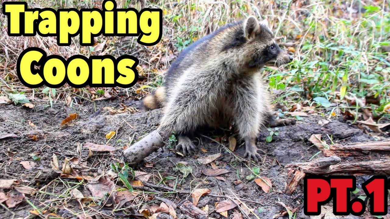 Trapping Raccoons 2017 : Dog Proof Traps Day 1 - YouTube