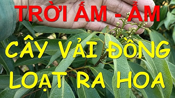 Đã đến thời gian phun thuốc sâu - thuốc bệnh cho Vải sớm.