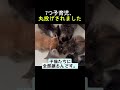 育児ストレス爆発で家出を試みる母猫!?