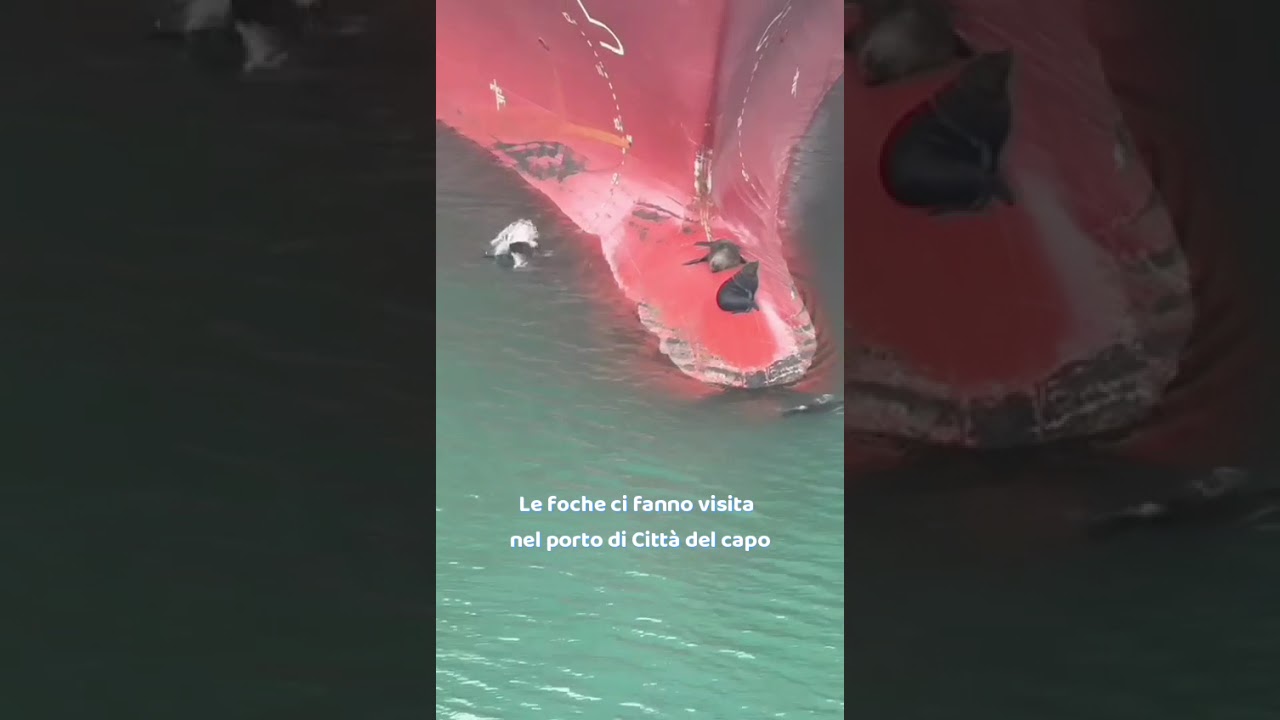 🦭 Foche a Cape Town: incontro speciale nel porto durante il Giro del Mondo