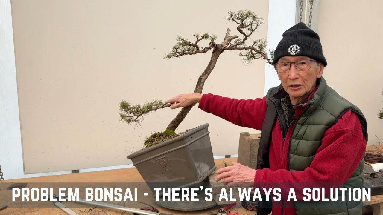 Problem Bonsai - There's Always a Solution