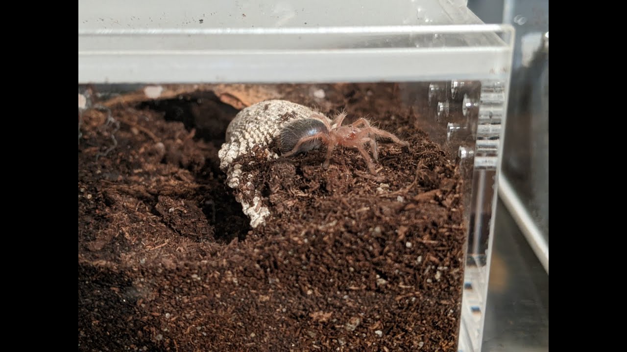 G. Rosea sling doing some remodel work to its enclosure!