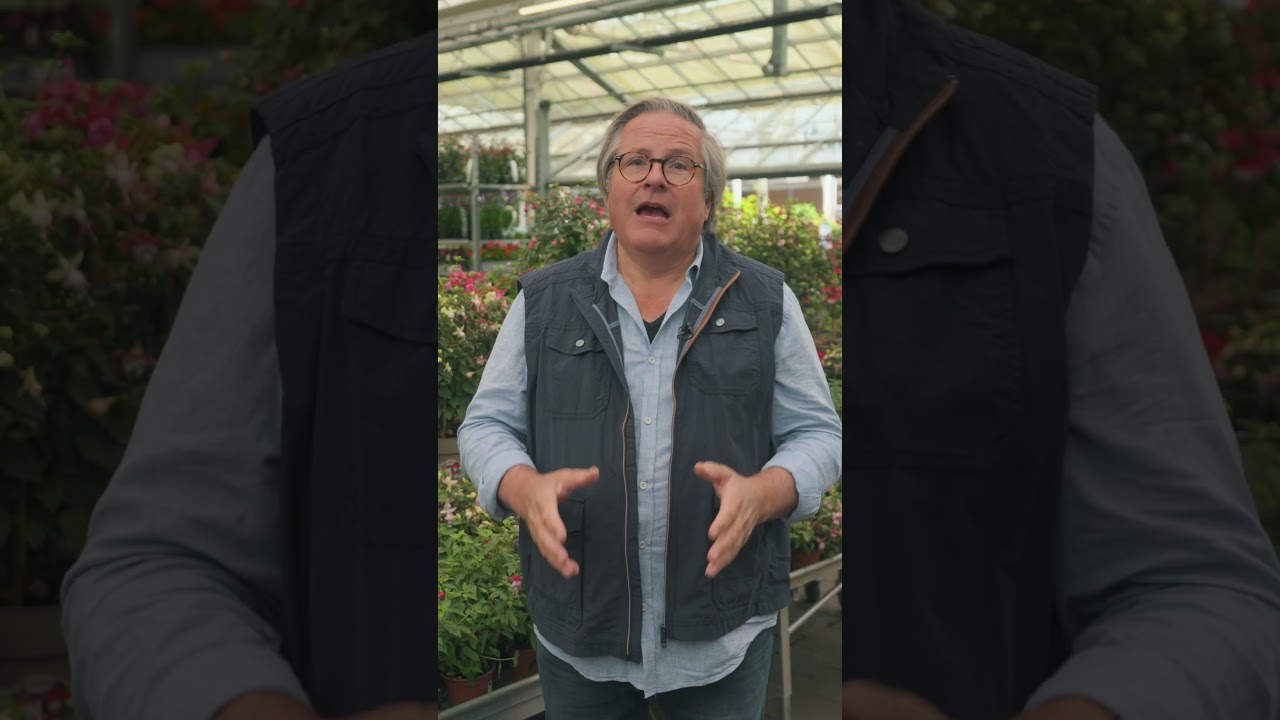 Fuchsia : 3 gestes simples pour les sauver - Truffaut