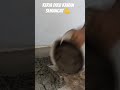 @isnadi3908 cara Melur lantai #melurlantai #tutorial #fypシ゚viral