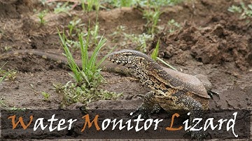 Nile (Water) Monitor Lizard (Varanus niloticus) Kruger National Park | Stories Of The Kruger
