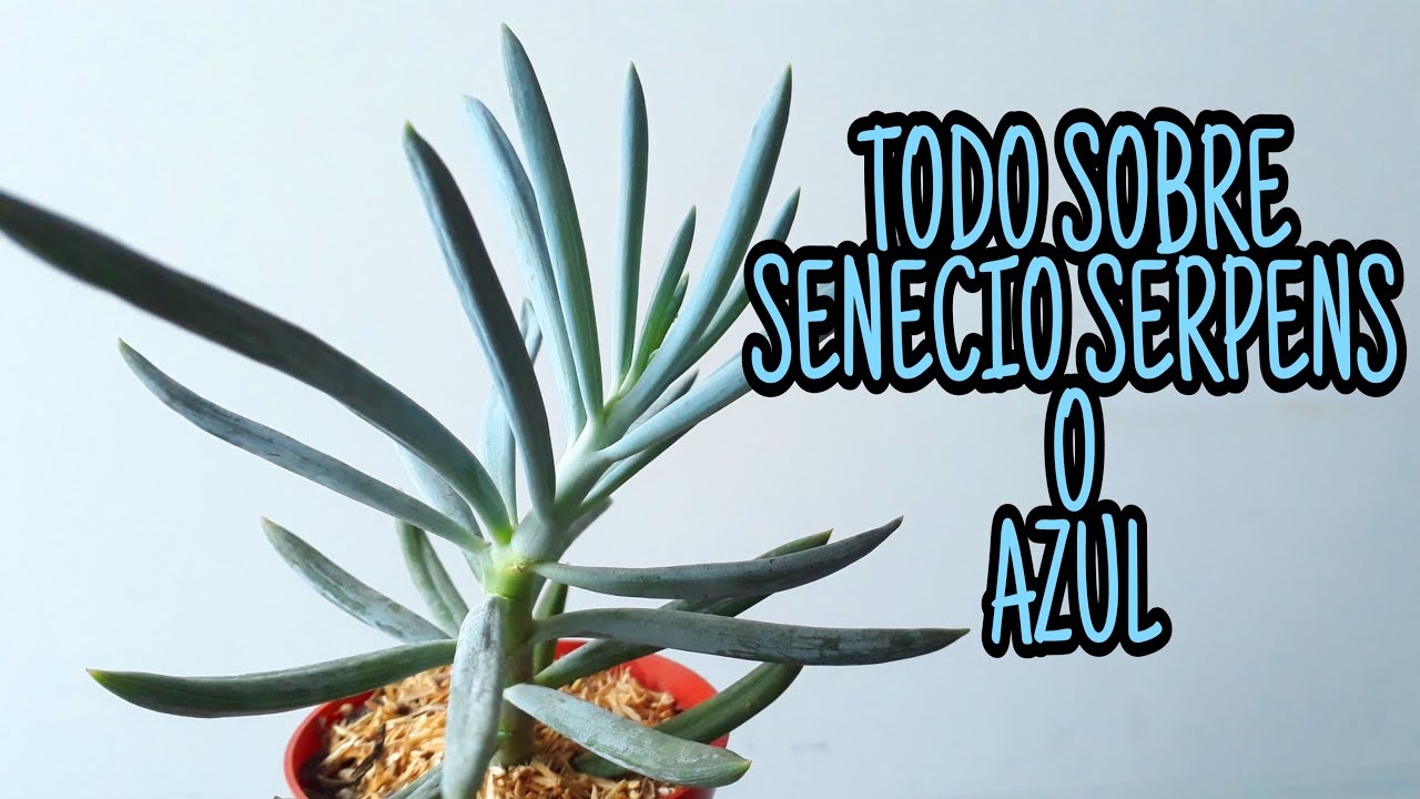 SENECIO SERPENS O AZUL CUIDADOS Y REPRODUCCION