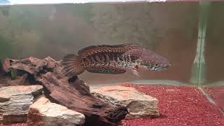 my three Channa (snakehead fishes) !