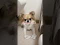 イタズラしているのに、堂々ととぼけるチワワ #shorts