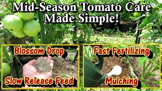 MId Season/Growth Tomato Plant Fertilizing & Care: Two Types of Feeding & Benefits of Mulching screenshot 4