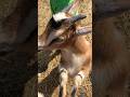 Goats kicking my ass