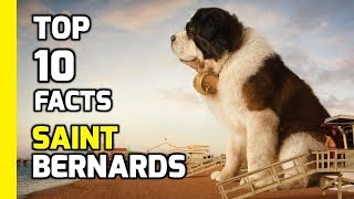 Top 10 facts about Saint Bernards - Part 2 (Interesting Facts) by Animal Fire TV 23,549 views 5 years ago 3 minutes, 17 seconds