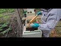 How to prepare a honeybee nucleus colony for sale