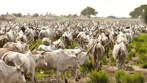 thɔth thuda̱n caa wut ëë ci̠ nyaadɛ jak kä kuɛ̈n kɛ kɛ ɣɔ̲k ti̠ 500 yiɛn