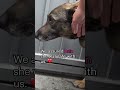 Abandoned #GermanShepherd cries like a human-full video: www.HopeForPaws.org ❤️ #dogs #rescue #love