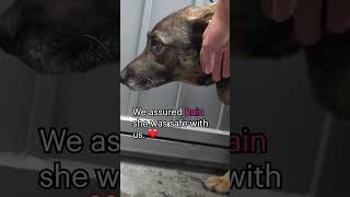 Abandoned #GermanShepherd cries like a humanfull video: www.HopeForPaws.org ❤ #dogs #rescue #love