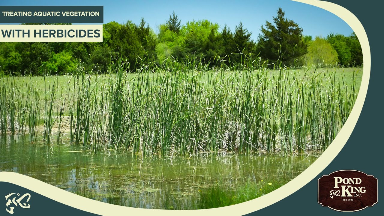 Will Herbicides Kill My Fish?