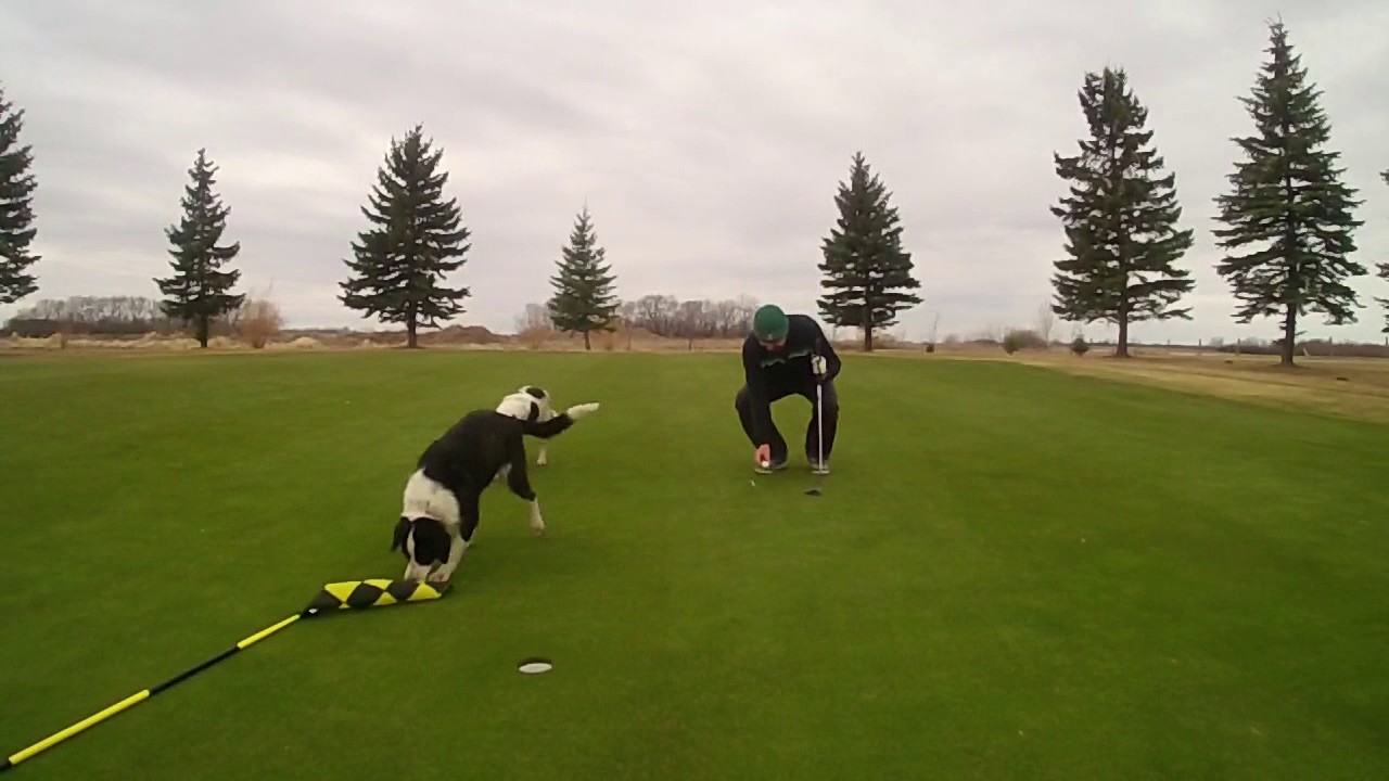 Golf is for the Dogs YouTube