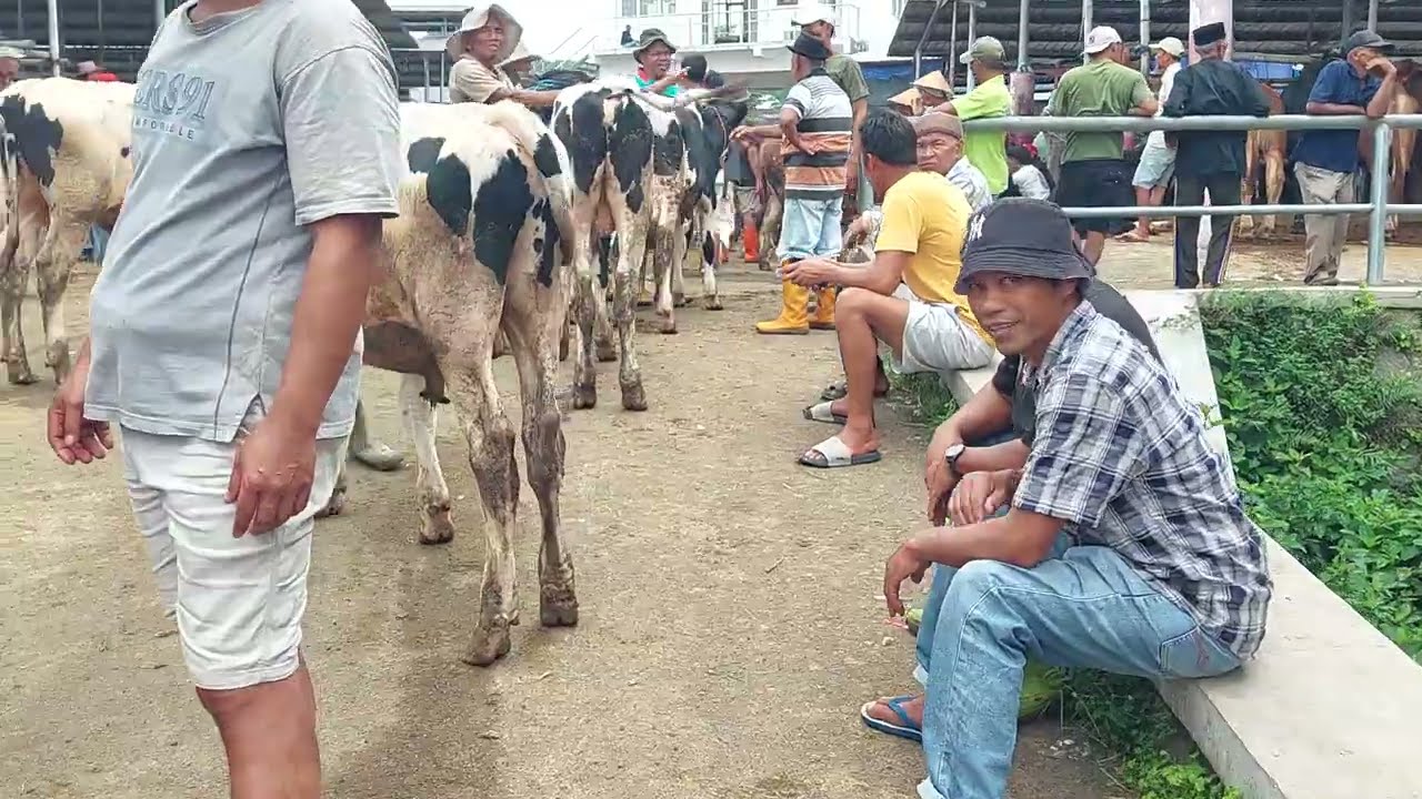 Harga Ekonoms‼️ Sapi Fh Bakalan Siapan Qurban Murah Meriah