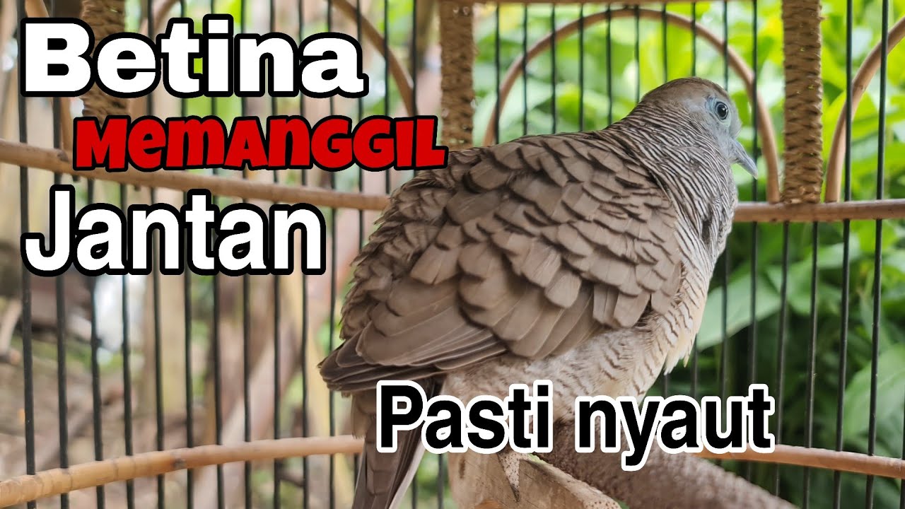 Perkutut betina memangil jantan pasti nyaut